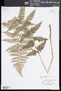 Dryopteris × boottii image