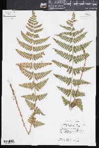 Dryopteris × boottii image