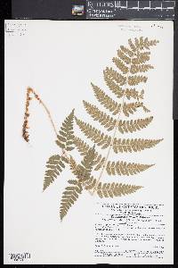 Dryopteris x dowellii image