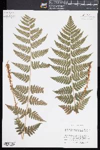 Dryopteris x dowellii image