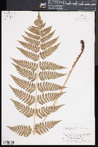 Dryopteris x dowellii image