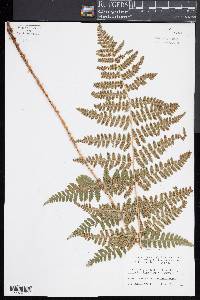 Dryopteris x dowellii image