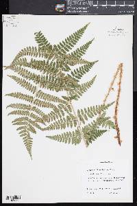Dryopteris x dowellii image
