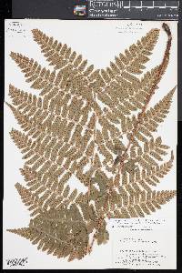 Dryopteris x dowellii image