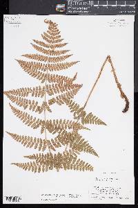 Dryopteris x dowellii image