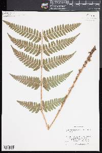 Dryopteris x dowellii image