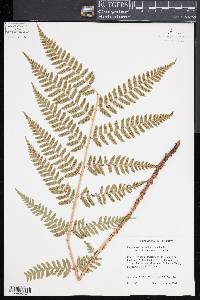 Dryopteris x dowellii image