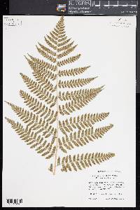 Dryopteris x dowellii image