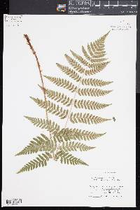 Dryopteris x dowellii image