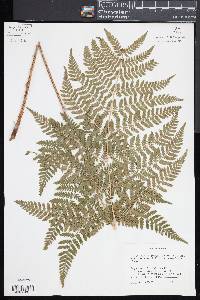 Dryopteris × triploidea image