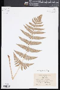 Dryopteris × triploidea image