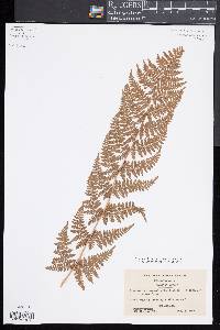 Dryopteris × triploidea image