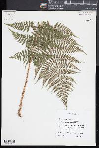 Dryopteris × triploidea image