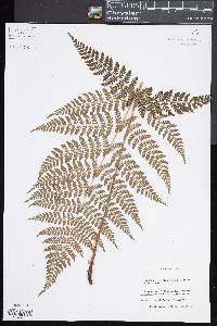 Dryopteris × triploidea image