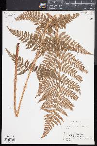 Dryopteris × triploidea image