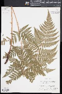 Dryopteris × triploidea image