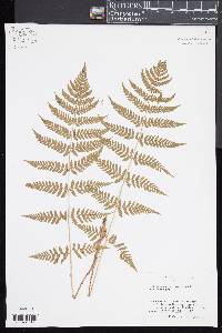 Dryopteris × triploidea image