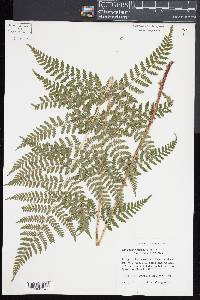 Dryopteris × triploidea image