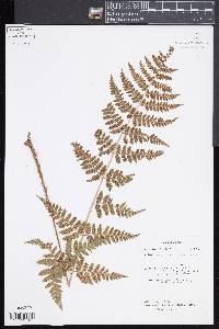 Dryopteris x uliginosa image