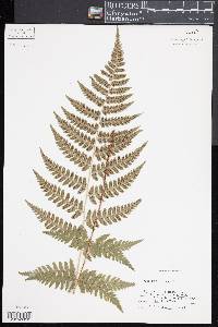 Dryopteris x uliginosa image