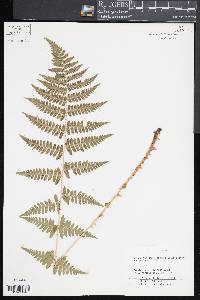 Dryopteris x uliginosa image