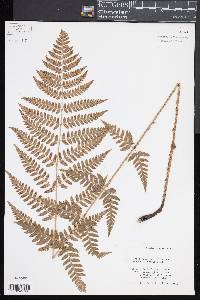 Dryopteris x uliginosa image