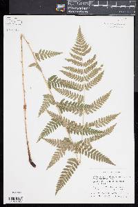 Dryopteris x uliginosa image