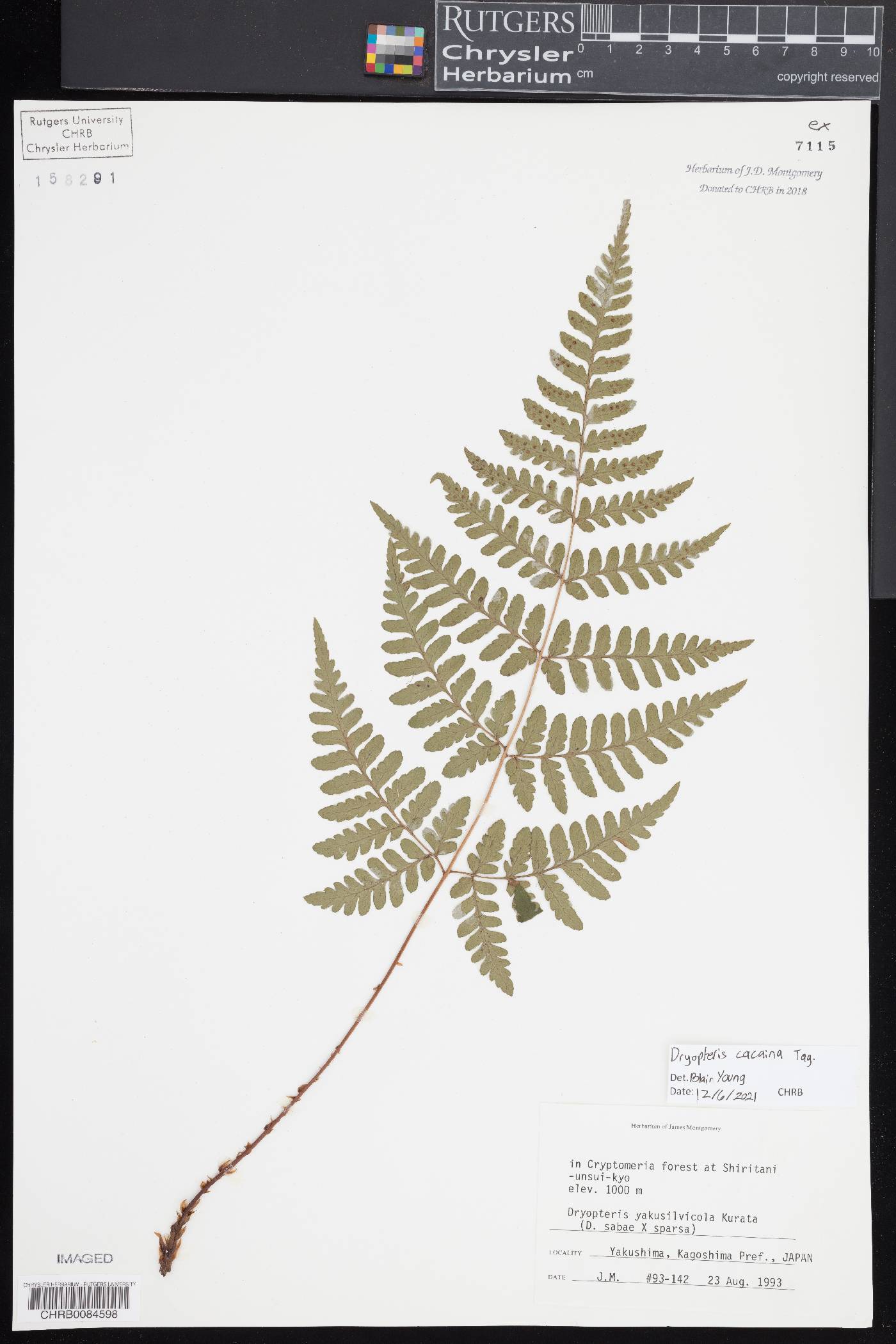 Dryopteris cacaina image