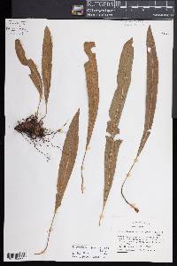 Elaphoglossum pilosum image