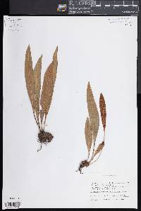 Elaphoglossum sartorii image