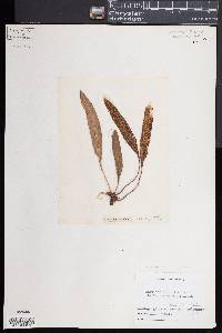 Elaphoglossum wawrae image