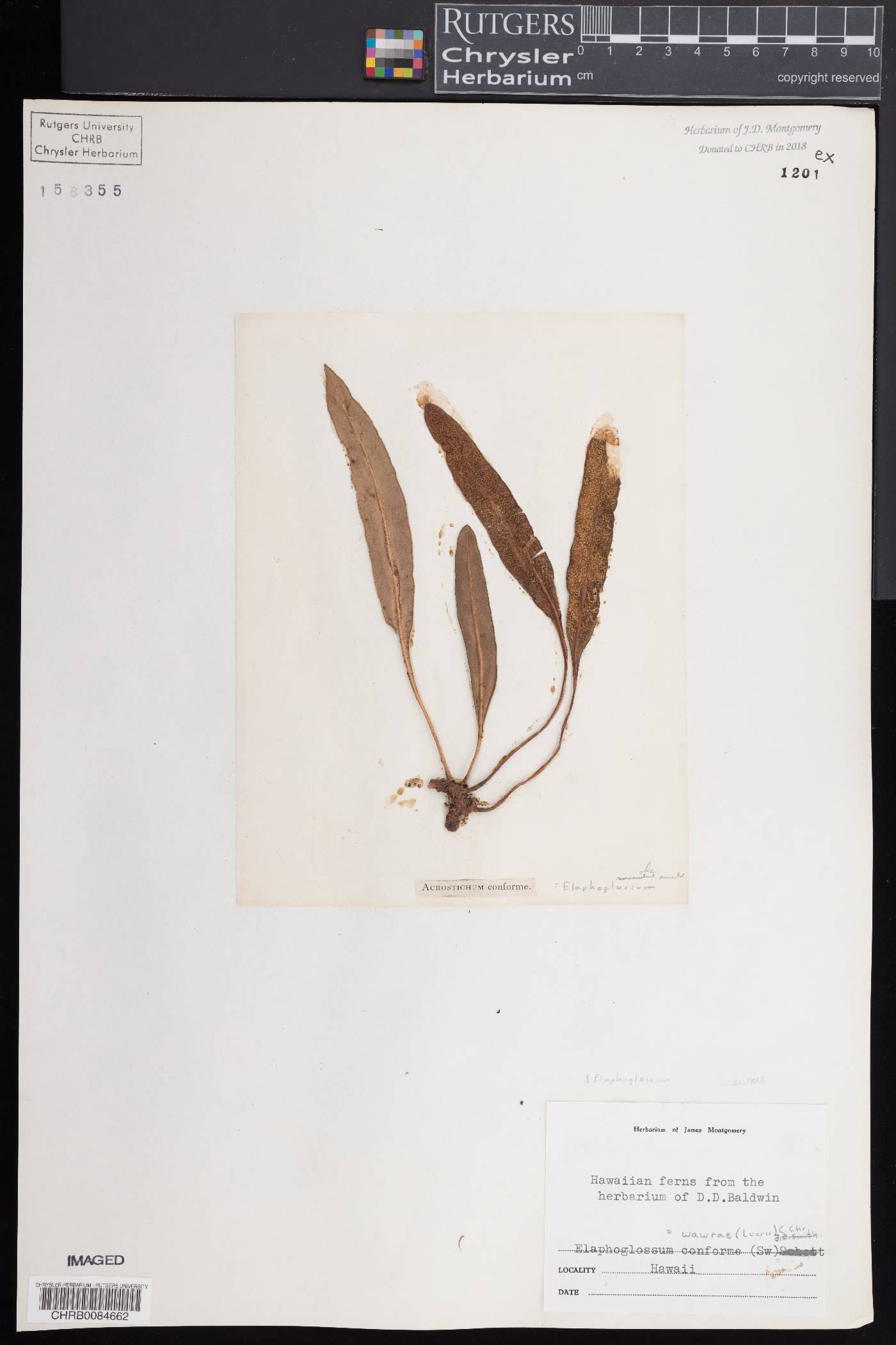 Elaphoglossum wawrae image