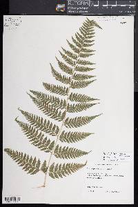 Parapolystichum effusum subsp. effusum image