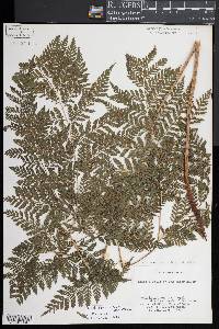 Parapolystichum effusum subsp. effusum image