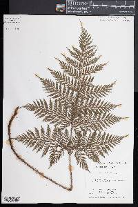 Lastreopsis hispida image