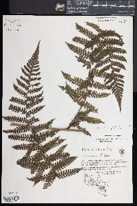 Megalastrum galeottii image