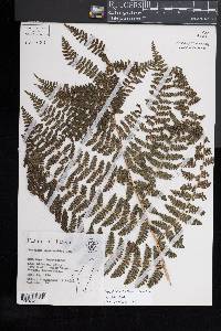 Dryopteris peranema image