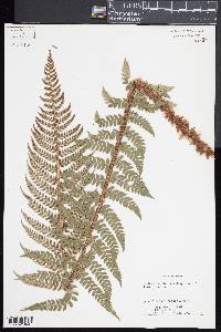 Polystichum aculeatum image