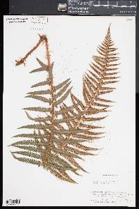 Polystichum andersonii image