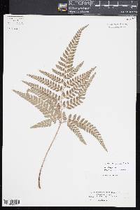 Polystichum oculatum image