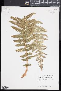 Polystichum braunii image