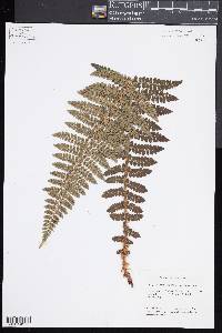 Polystichum braunii image