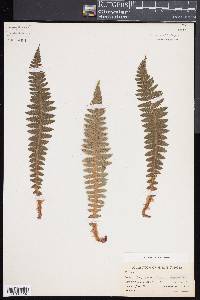 Polystichum braunii image