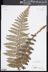 Polystichum braunii image