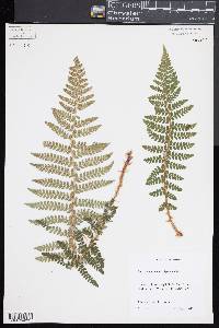 Polystichum braunii image