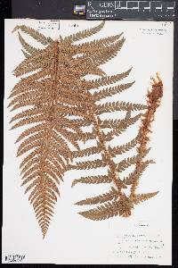 Polystichum californicum image