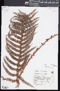 Polystichum mucronifolium image