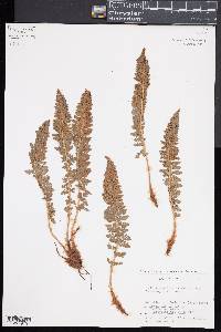 Polystichum lemmonii image