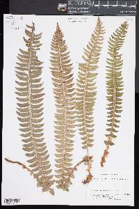 Polystichum lonchitis image