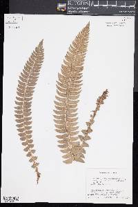 Polystichum lonchitis image